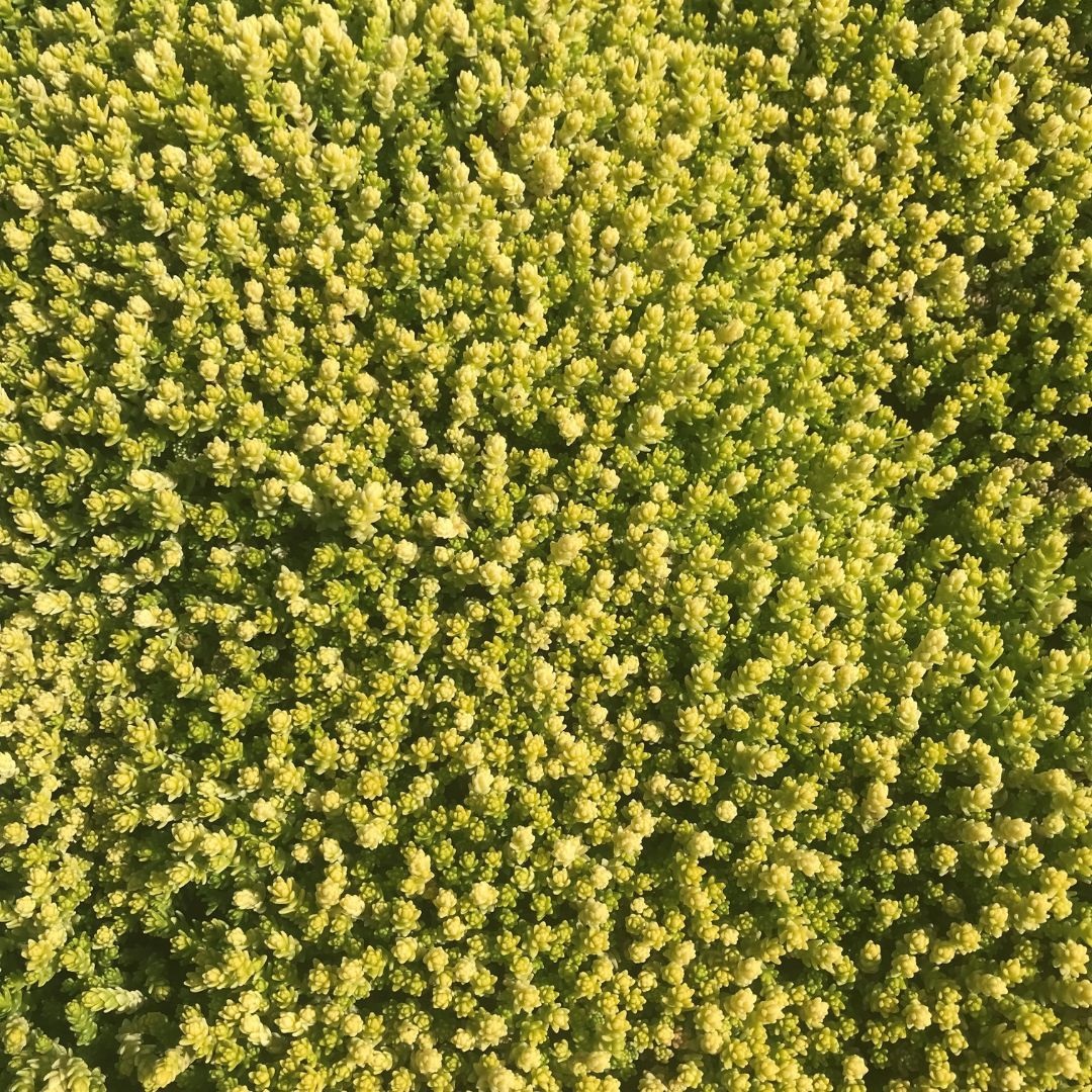 Sedum acre 'Yellow Queen' (Vetkruid)