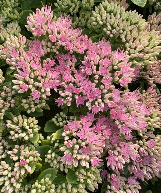 Sedum spectabile 'Brillant' (Vetkruid)