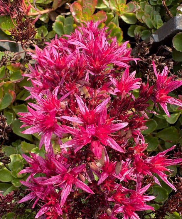 Sedum spurium 'Schorbuser Blut' (Vetkruid)
