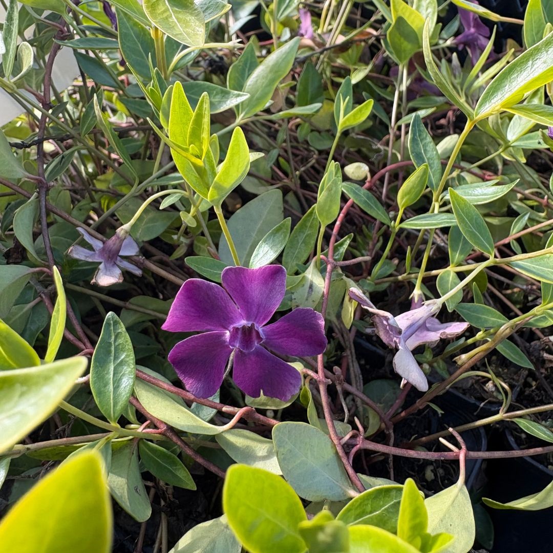 Vinca minor 'Atropurpurea' (Kleine Maagdenpalm)