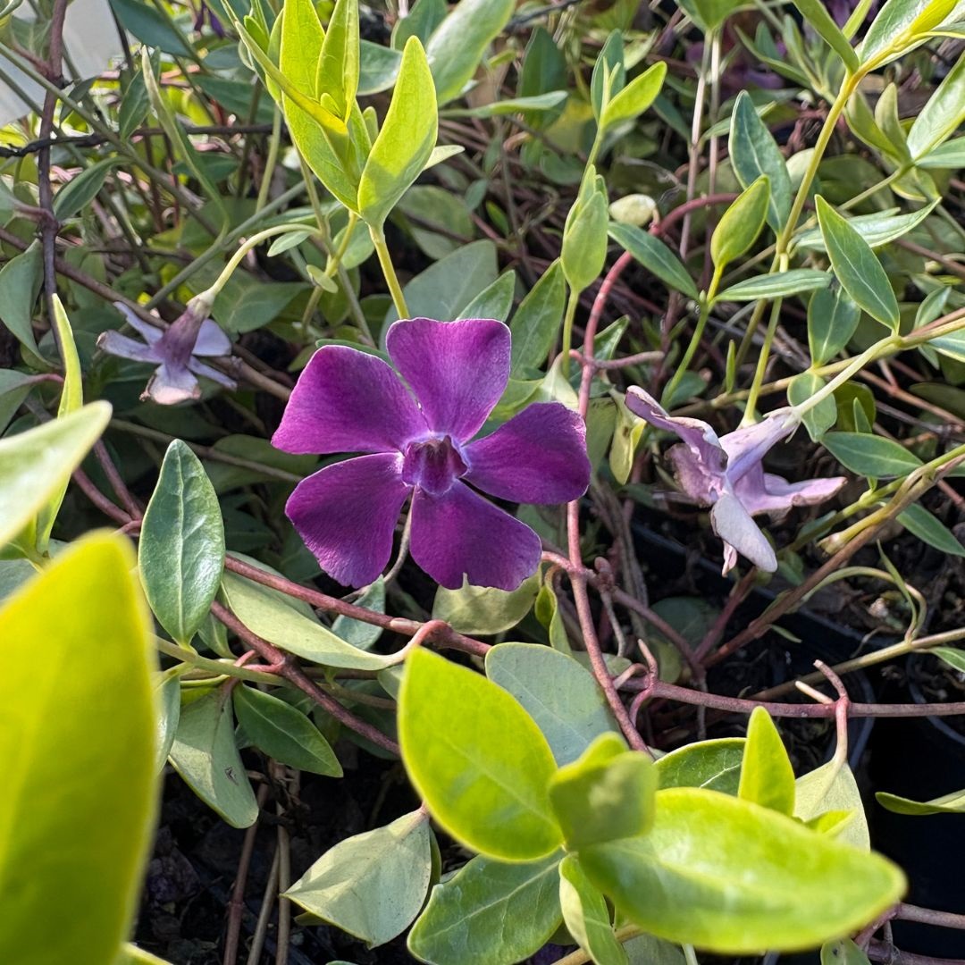 Vinca minor 'Atropurpurea' (Kleine Maagdenpalm)