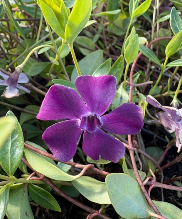 Vinca minor 'Atropurpurea' (Kleine Maagdenpalm)