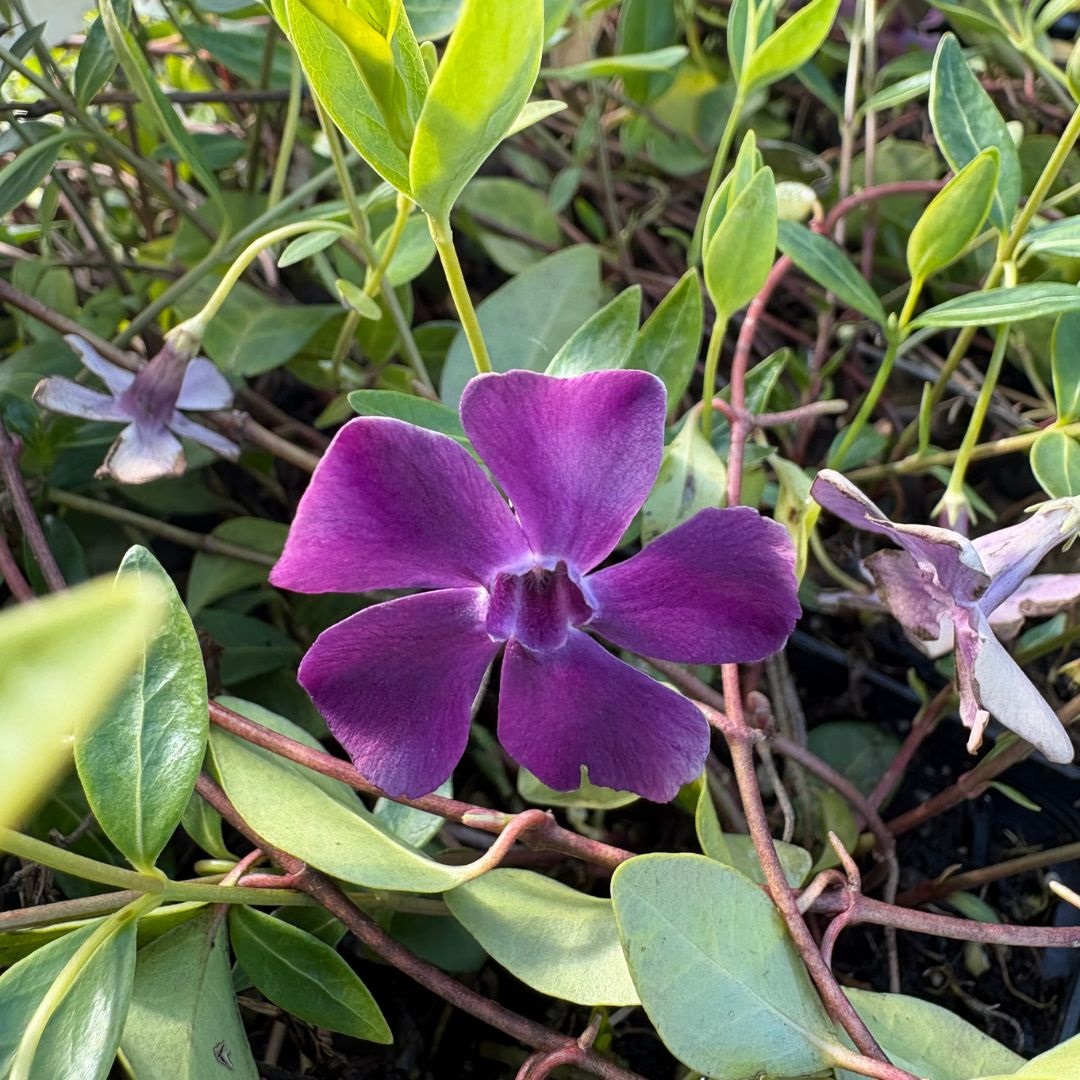 Vinca minor 'Atropurpurea' (Kleine Maagdenpalm)