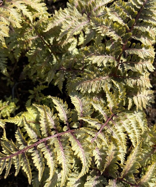 Athyrium niponicum 'Pewter Lace' (Wijfjesvaren)