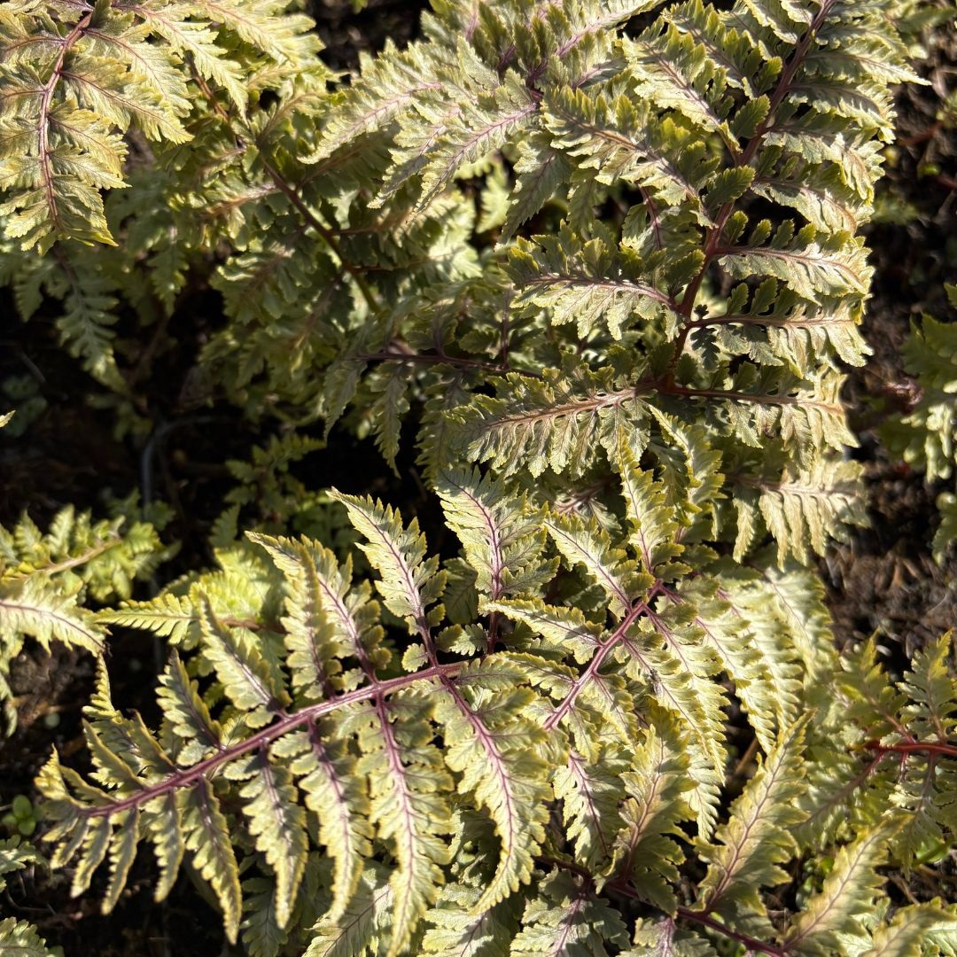 Athyrium niponicum 'Pewter Lace' (Wijfjesvaren)