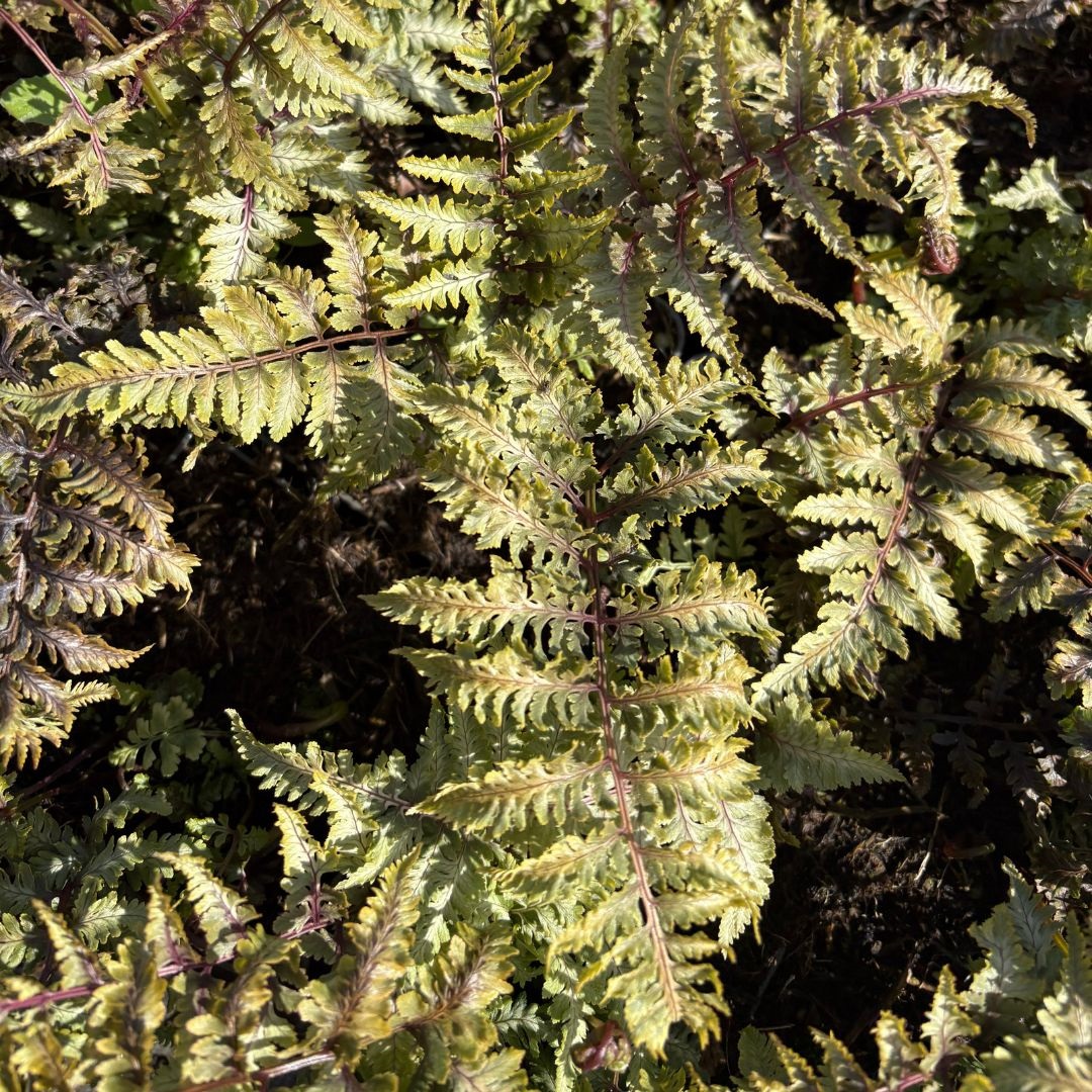 Athyrium niponicum 'Pewter Lace' (Wijfjesvaren)