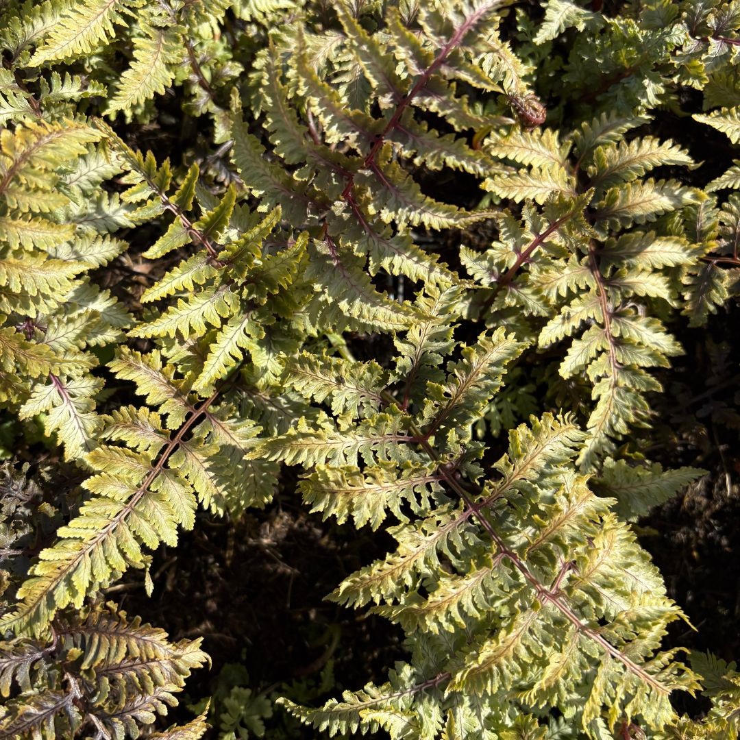 Athyrium niponicum 'Pewter Lace' (Wijfjesvaren)