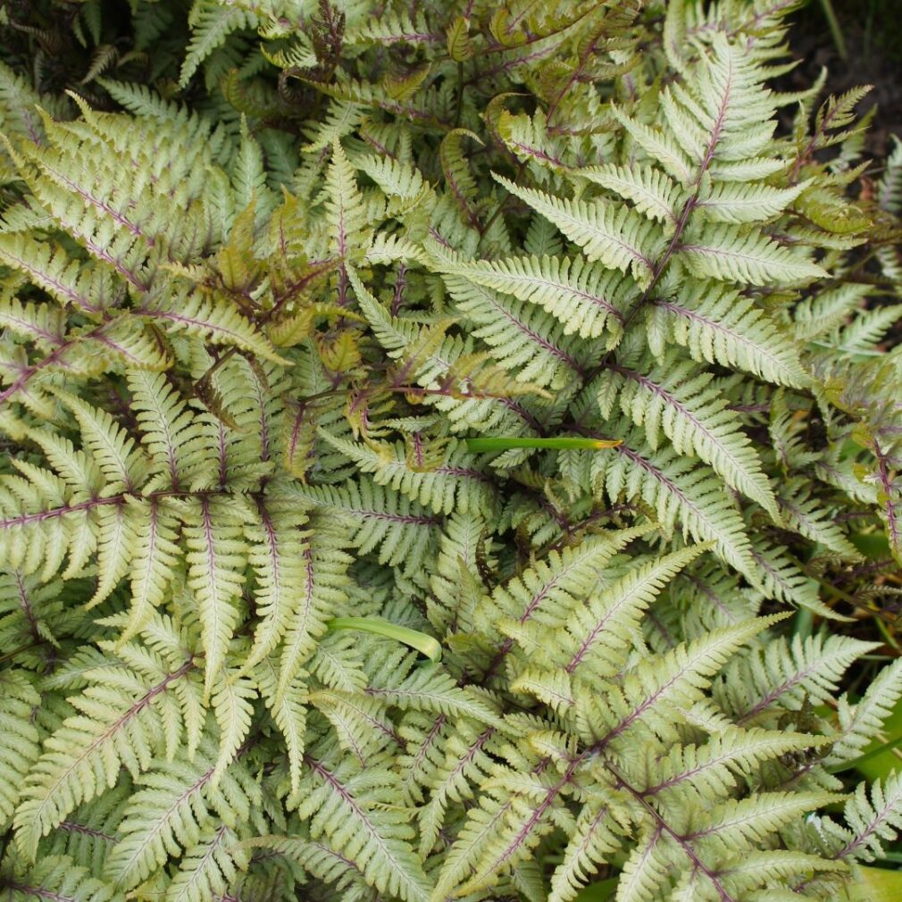 Athyrium niponicum 'Pewter Lace' (Wijfjesvaren)