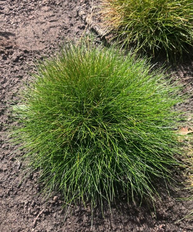 Festuca gautieri (Zwenkgras)
