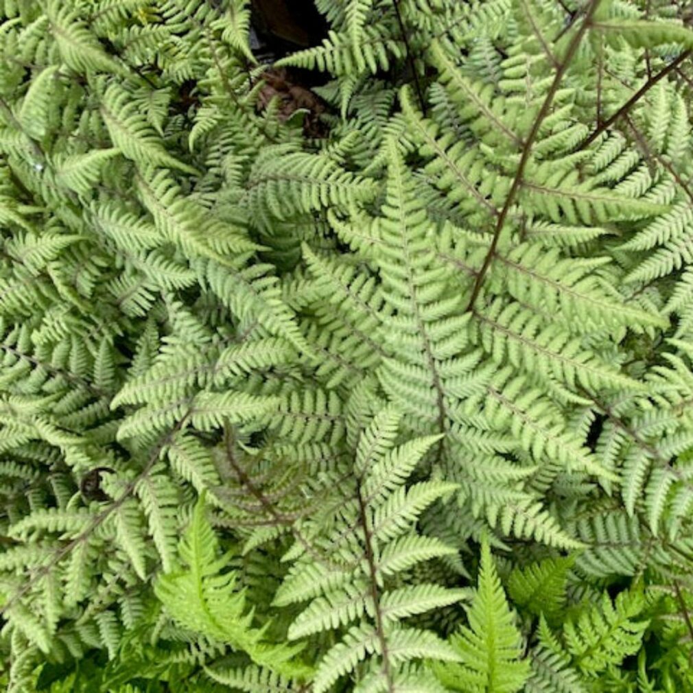 Athyrium vidalii (Wijfjesvaren)