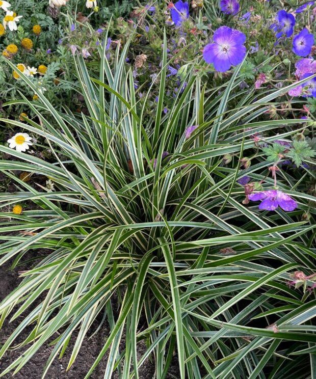 Carex morrowii 'Ice Dance' (Zegge)