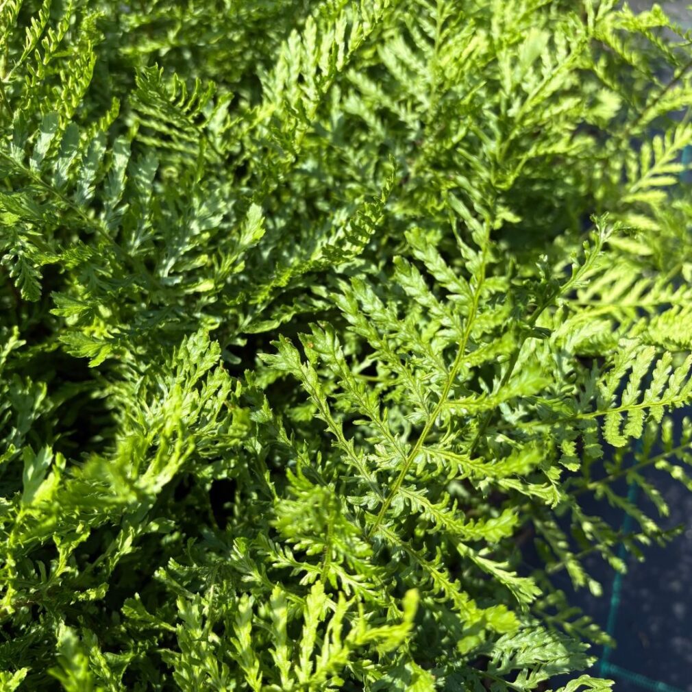 Dryopteris filix-mas 'Linearis Polydactyla' (Mannetjesvaren)