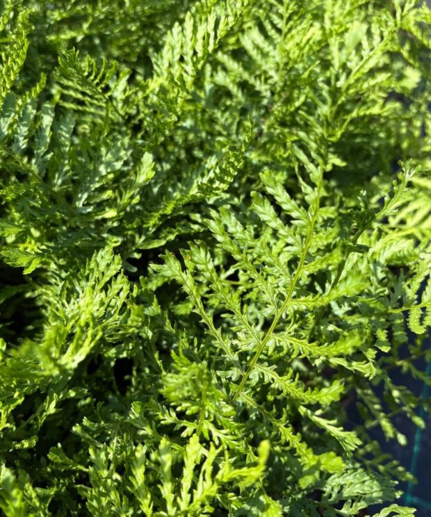 Dryopteris filix-mas 'Linearis Polydactyla' (Mannetjesvaren)