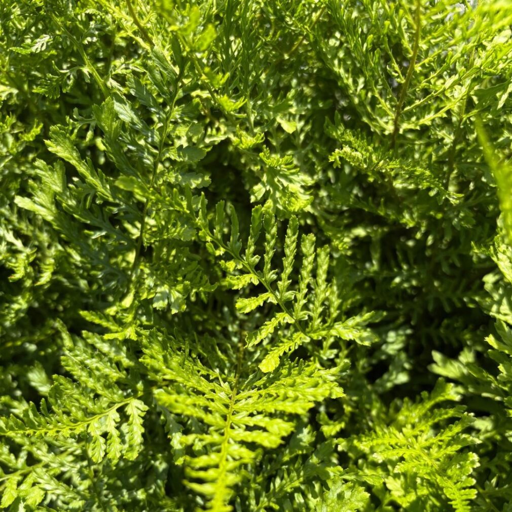 Dryopteris filix-mas 'Linearis Polydactyla' (Mannetjesvaren)