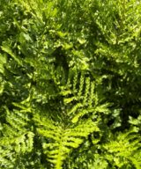 Dryopteris filix-mas 'Linearis Polydactyla' (Mannetjesvaren)
