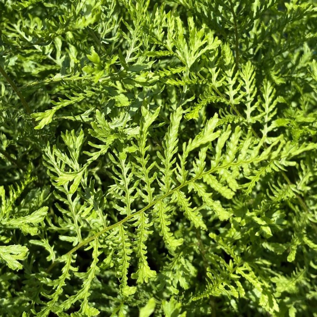 Dryopteris filix-mas 'Linearis Polydactyla' (Mannetjesvaren)