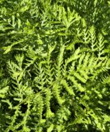 Dryopteris filix-mas 'Linearis Polydactyla' (Mannetjesvaren)