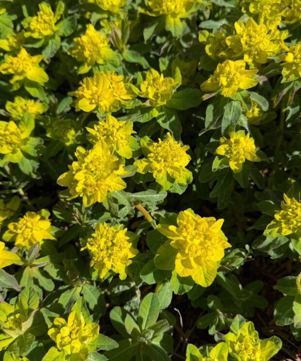Euphorbia polychroma (Wolfsmelk)