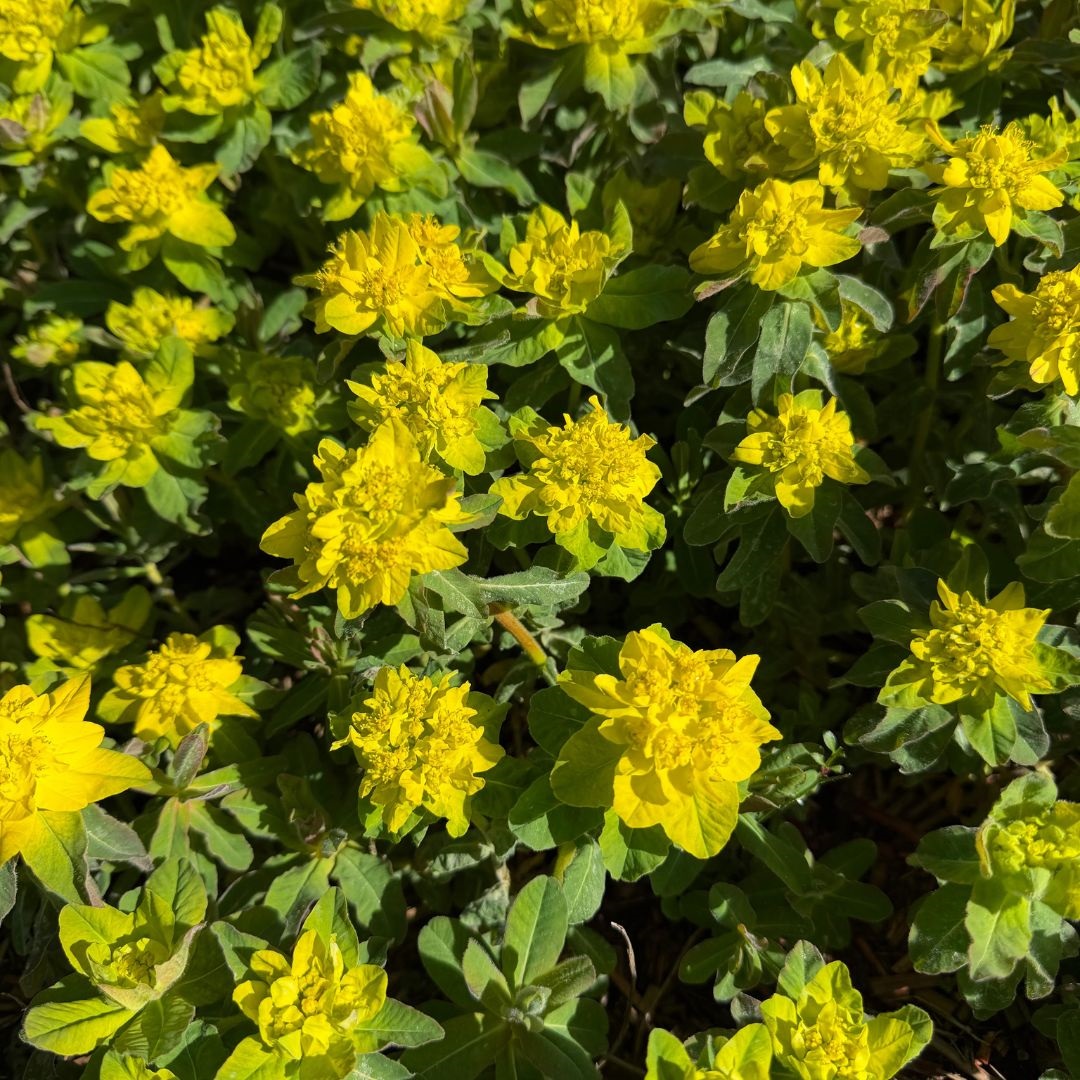 Euphorbia polychroma (Wolfsmelk)