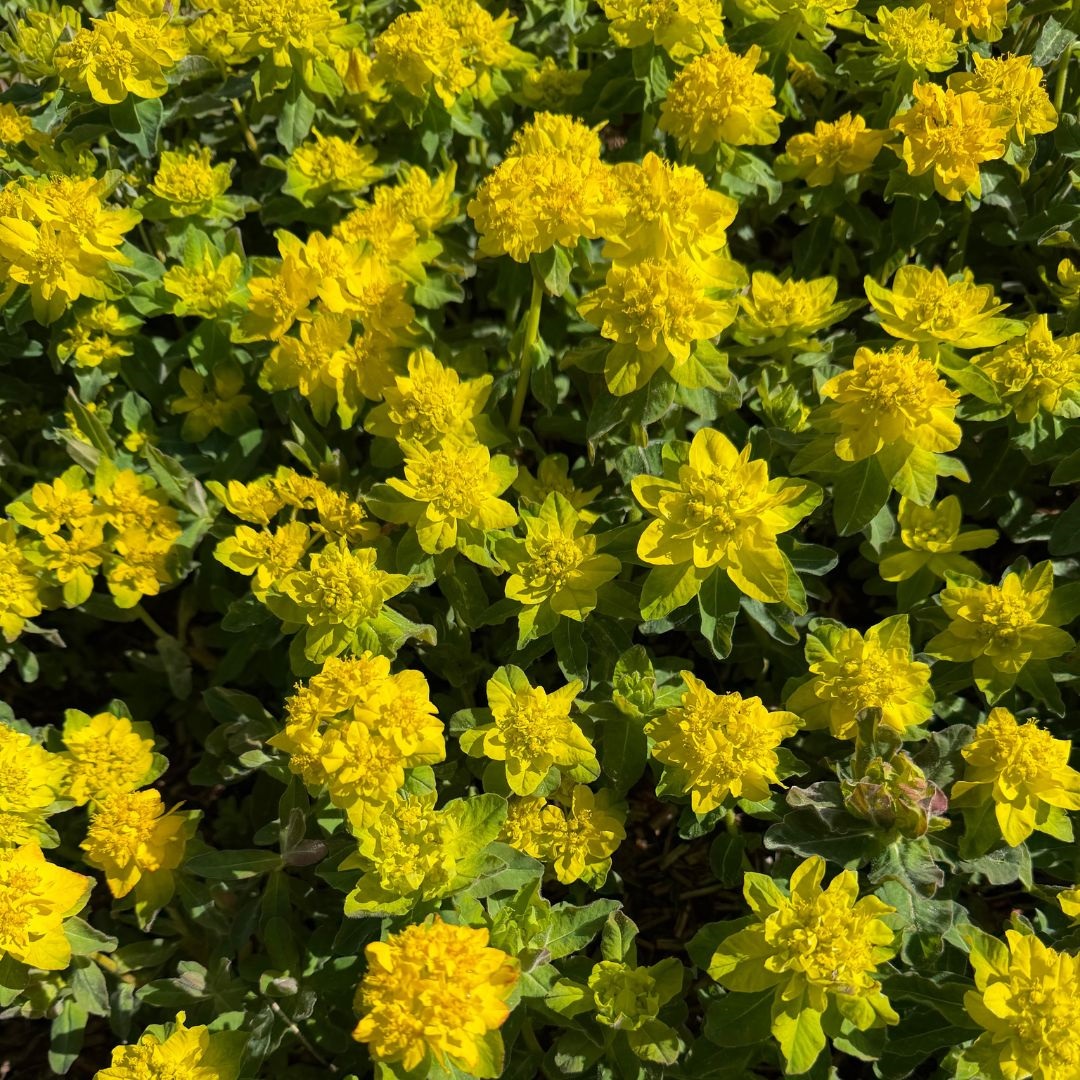 Euphorbia polychroma (Wolfsmelk)
