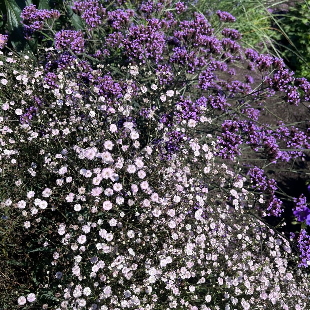 Gypsophila 'Rosenschleier' (Gipskruid)