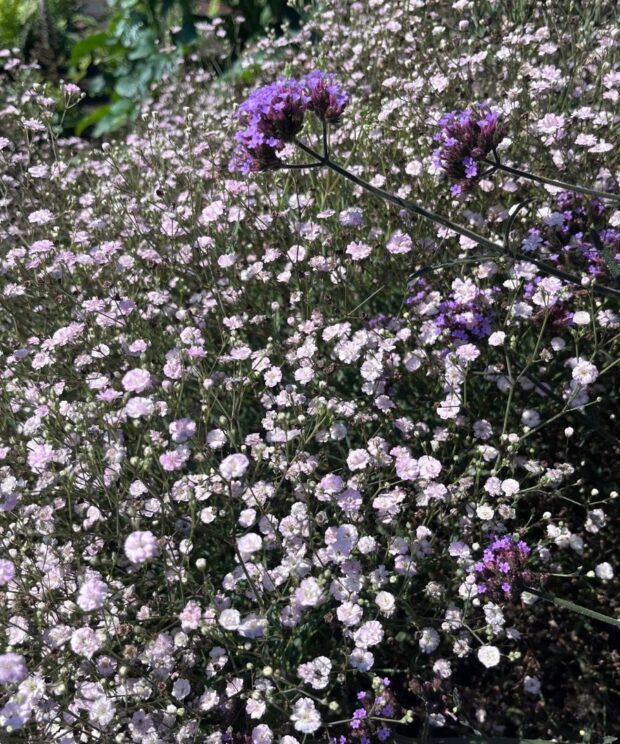 Gypsophila 'Rosenschleier' (Gipskruid)