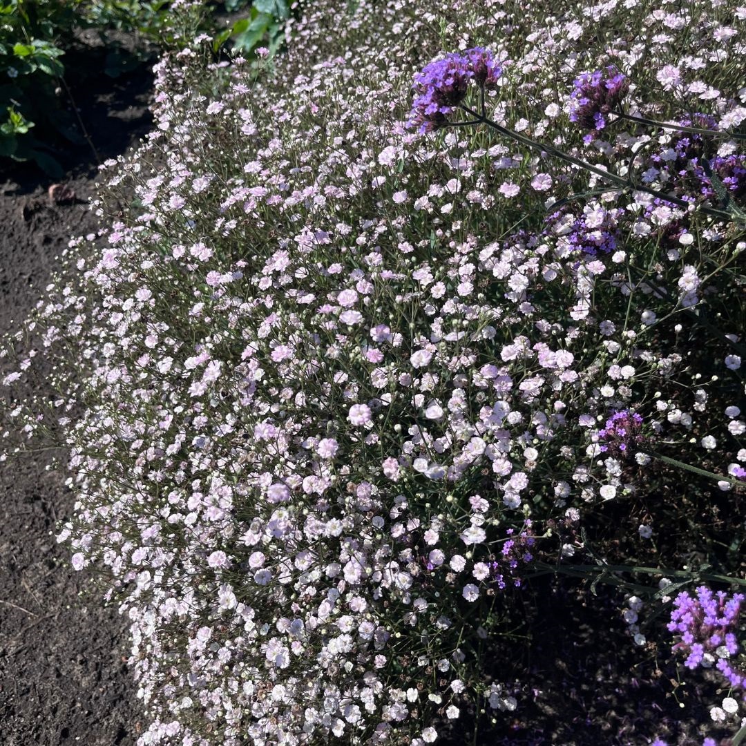 Gypsophila 'Rosenschleier' (Gipskruid)