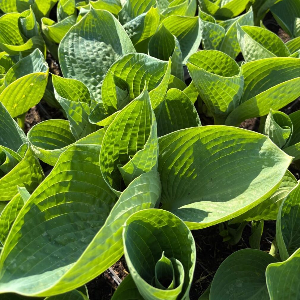 Hosta 'Big Daddy' (Hartlelie)