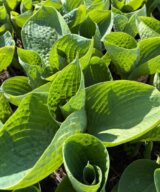 Hosta 'Big Daddy' (Hartlelie)