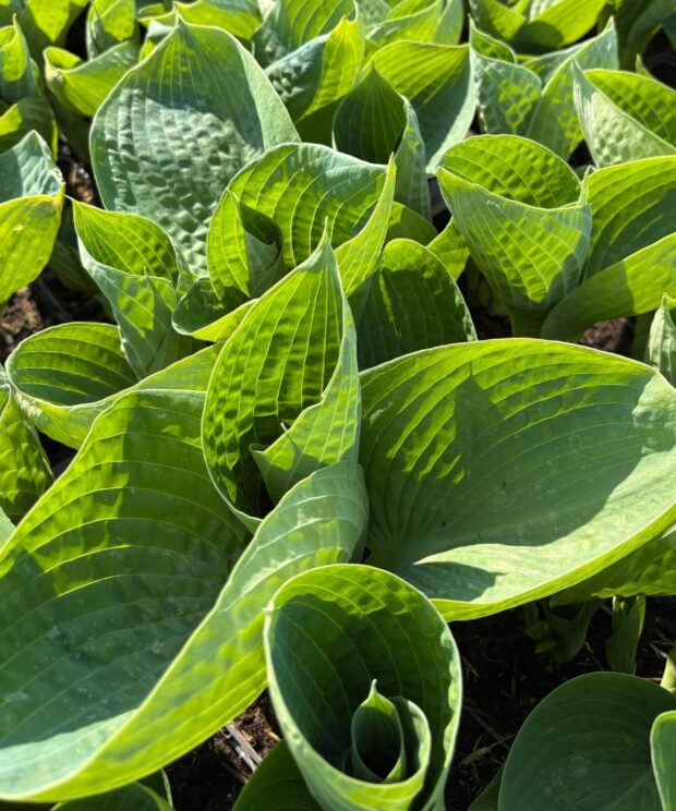Hosta 'Big Daddy' (Hartlelie)