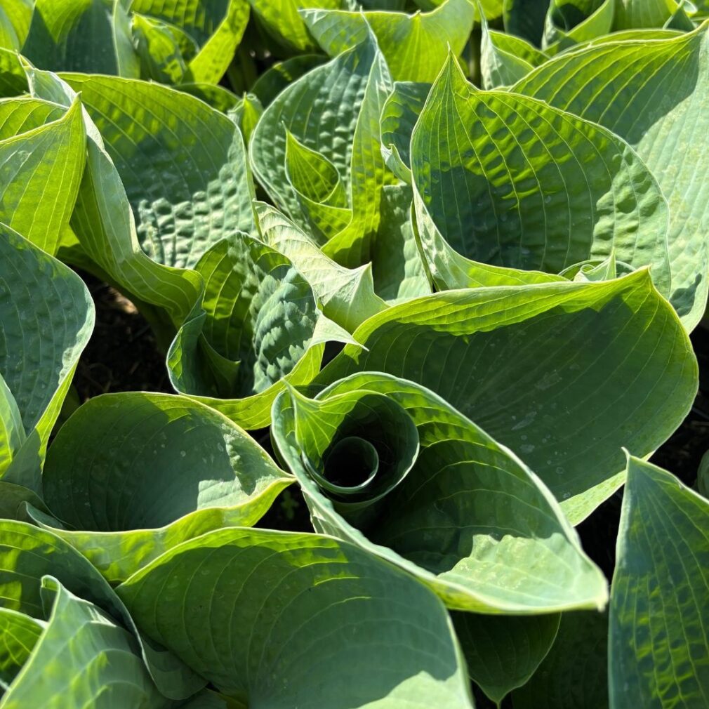 Hosta 'Big Daddy' (Hartlelie)