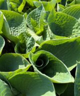 Hosta 'Big Daddy' (Hartlelie)