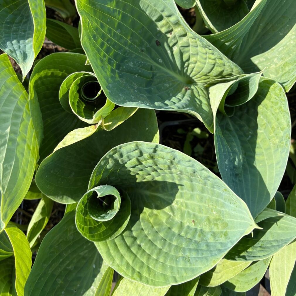 Hosta 'Big Daddy' (Hartlelie)