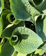 Hosta 'Big Daddy' (Hartlelie)