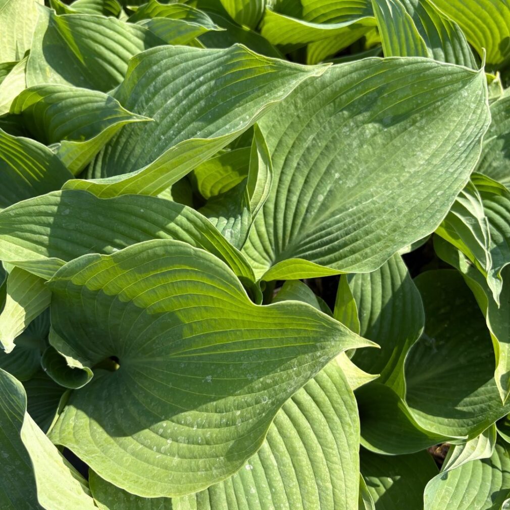 Hosta 'Blue Angel' (Hartlelie)