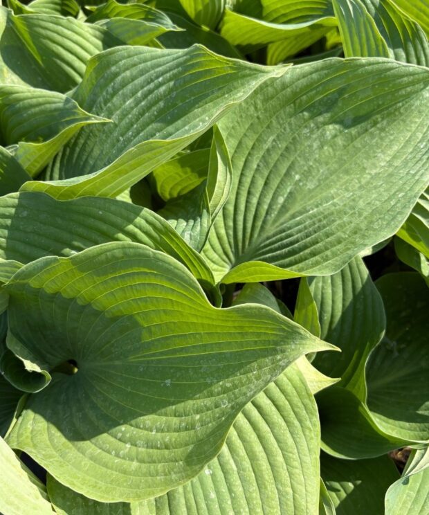 Hosta 'Blue Angel' (Hartlelie)