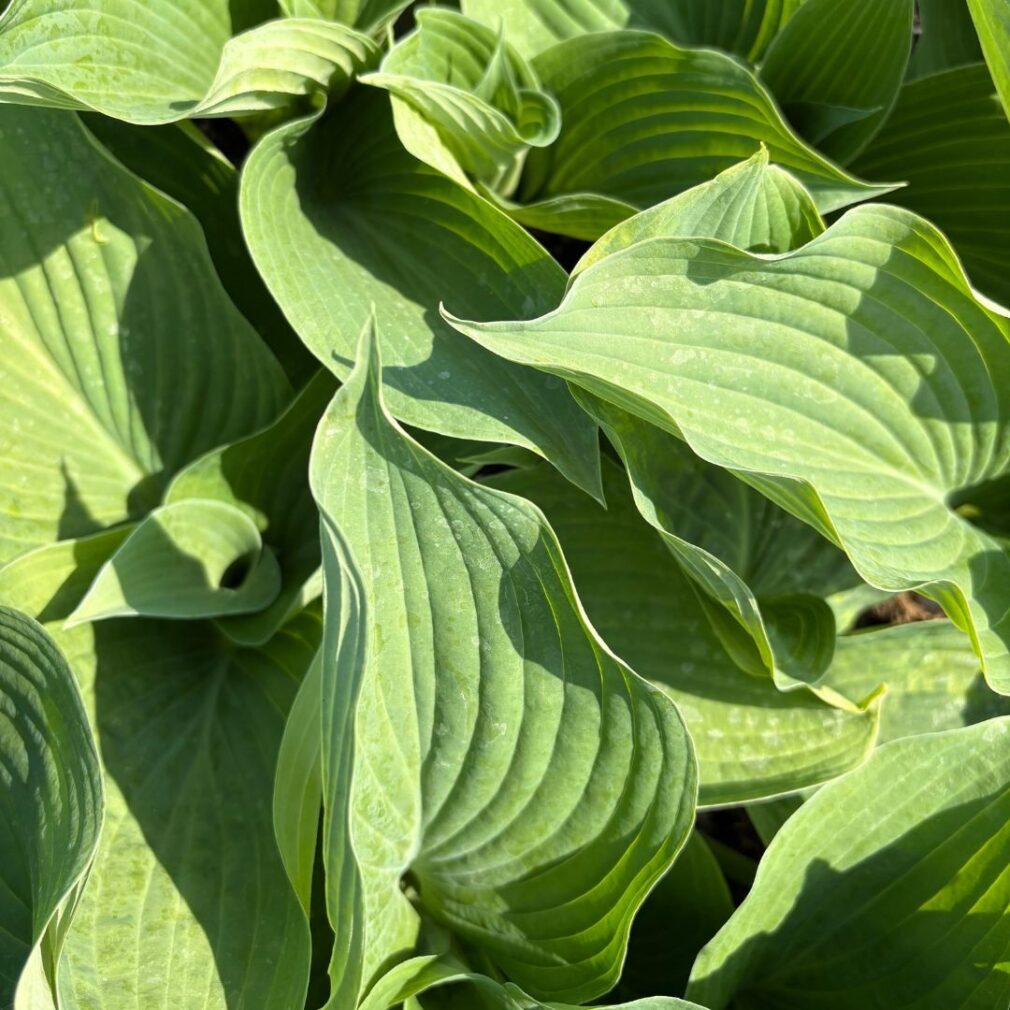 Hosta 'Blue Angel' (Hartlelie)