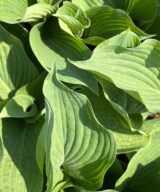 Hosta 'Blue Angel' (Hartlelie)