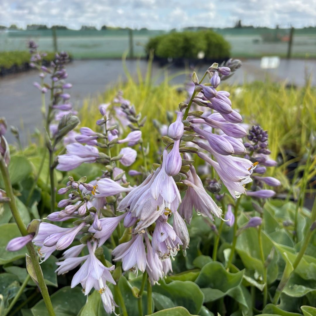 Hosta 'Blue Cadet' (Hartlelie)