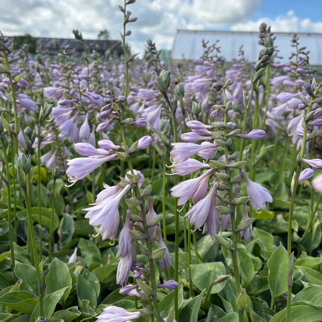 Hosta 'Blue Cadet' (Hartlelie)