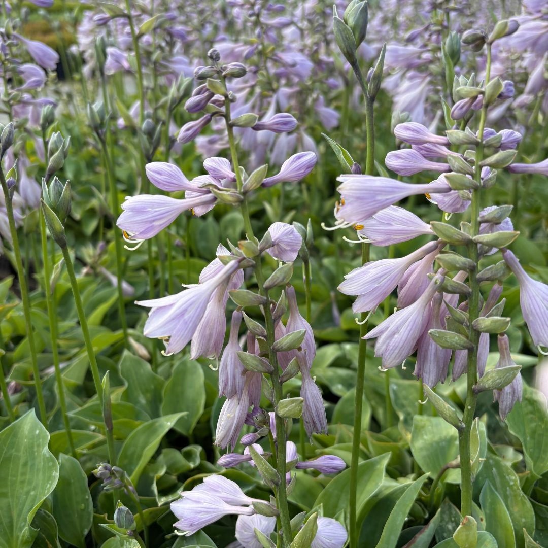 Hosta 'Blue Cadet' (Hartlelie)