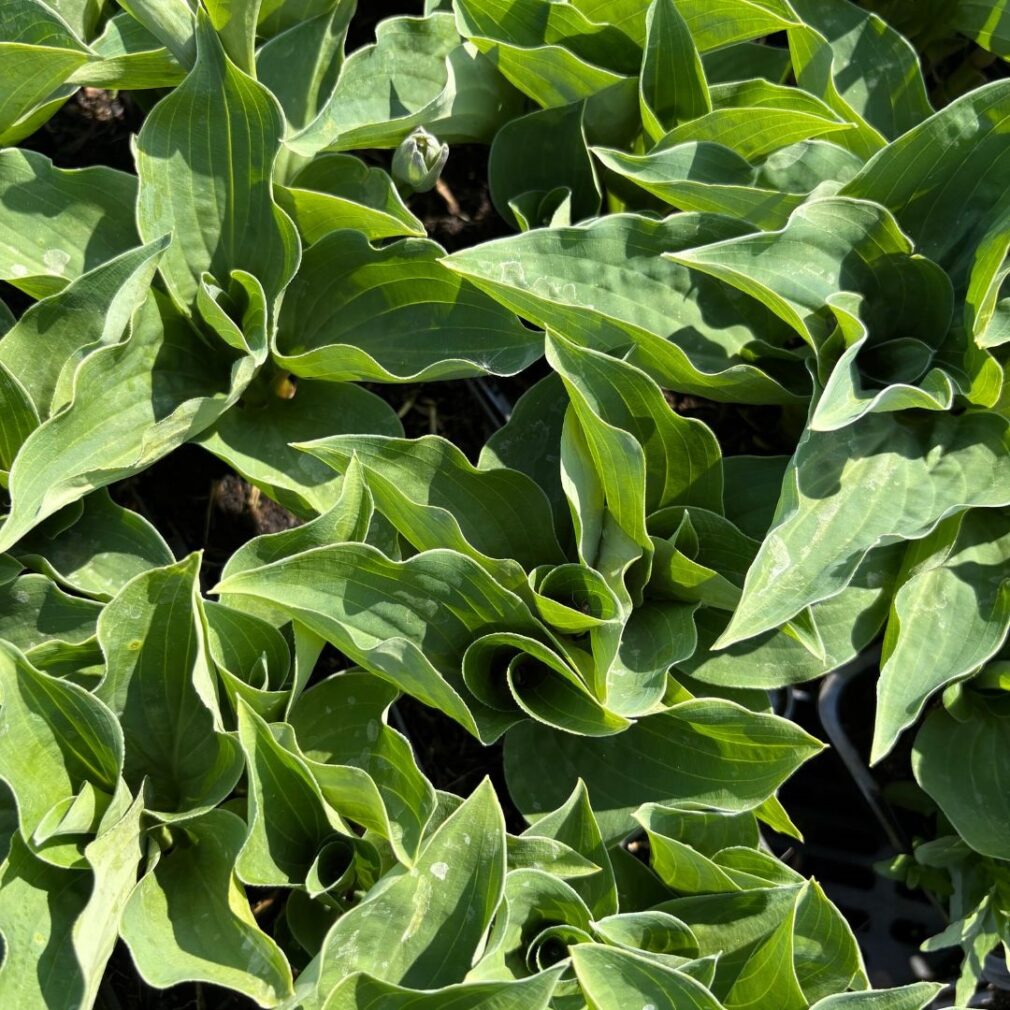 Hosta 'Blue Cadet' (Hartlelie)