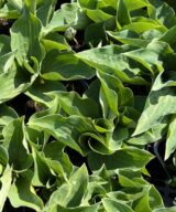 Hosta 'Blue Cadet' (Hartlelie)