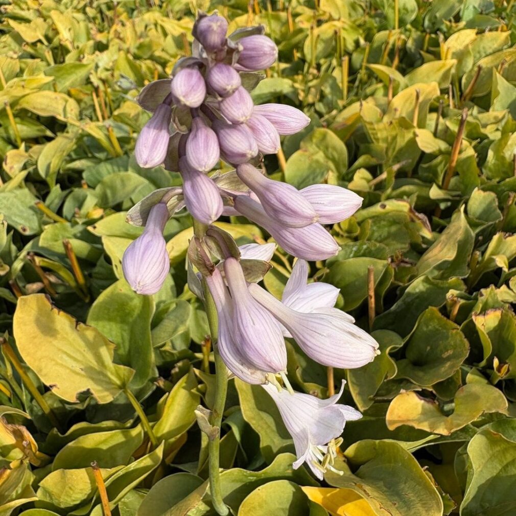Hosta 'Blue Cadet' (Hartlelie)