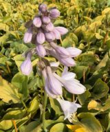 Hosta 'Blue Cadet' (Hartlelie)