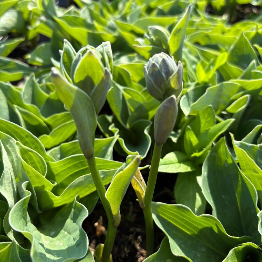 Hosta 'Blue Cadet' (Hartlelie)