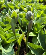 Hosta 'Blue Cadet' (Hartlelie)