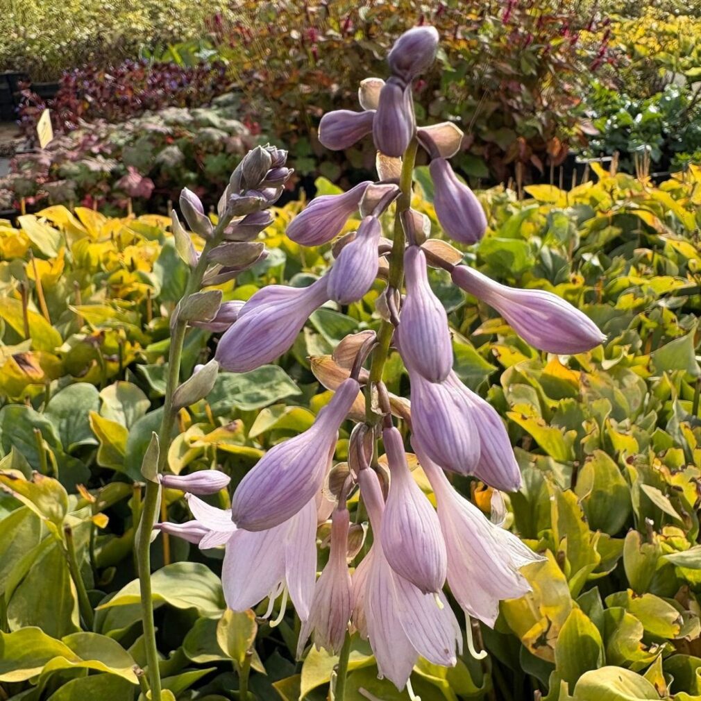 Hosta 'Blue Cadet' (Hartlelie)