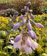 Hosta 'Blue Cadet' (Hartlelie)