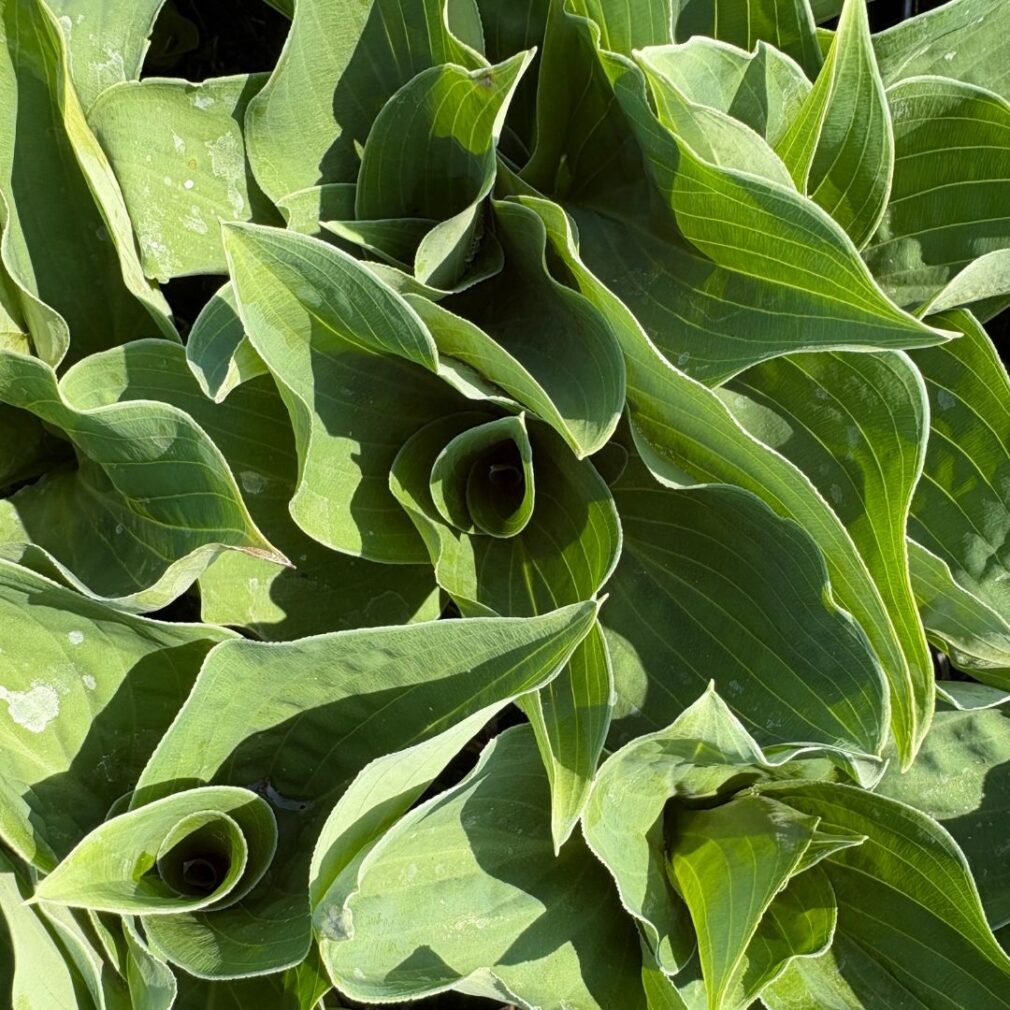 Hosta 'Blue Cadet' (Hartlelie)